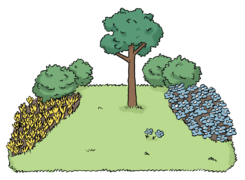 Leichte Sprache: Ein bunter Garten. Überall blüht etwas.